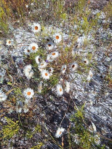 Common Scaly Sewejaartjie (Edmondia sesamoides)