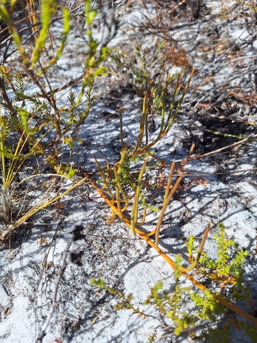 Othonna viminea