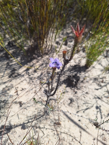 Blackrim Bell (Roella incurva)
