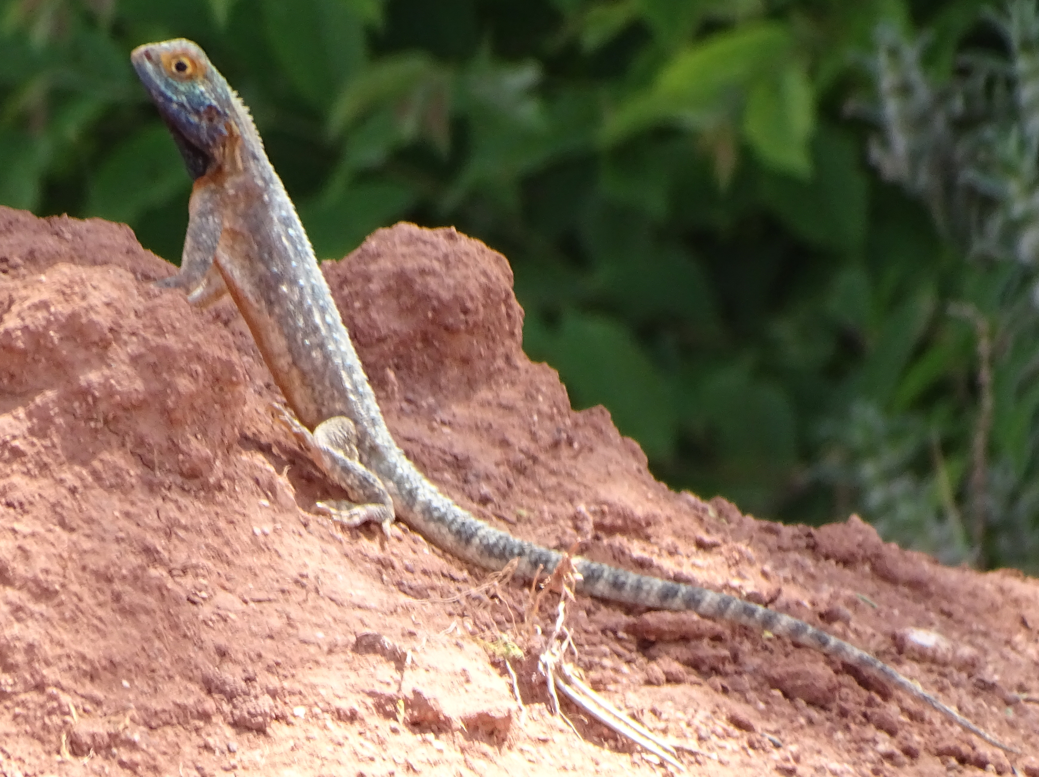 Agama aculeata Merrem, 1820