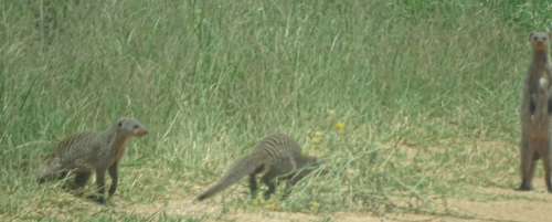 Banded Mongoose