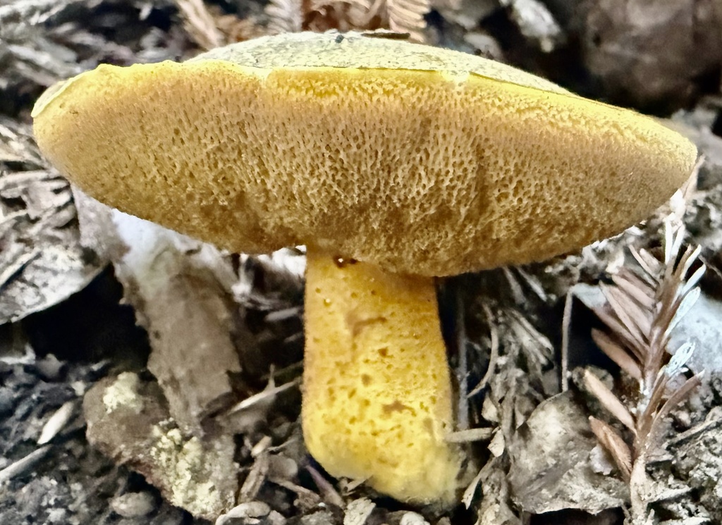 Suillus fuscotomentosus · January 2026 · photo: © hllrnnr (iNaturalist, cc0)