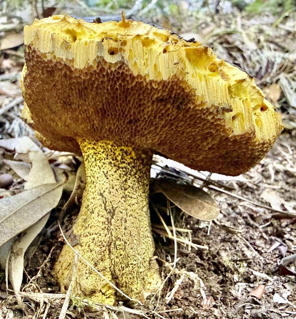 Suillus fuscotomentosus