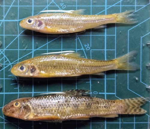 Silver gudgeon (Squalidus argentatus) — Cyprinidae