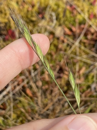 Festuca bromoides observed 2026-01-24