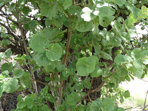 South African Wild Pear