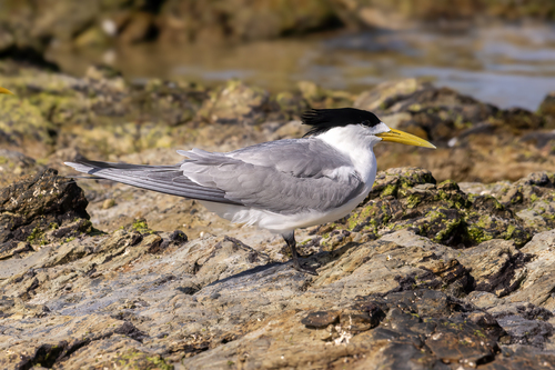 iNaturalist: (c) tough_ted, some rights reserved (CC BY-NC) iNaturalist image