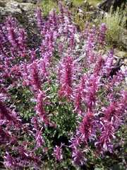 Agastache pallida