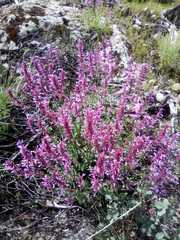 Agastache pallida