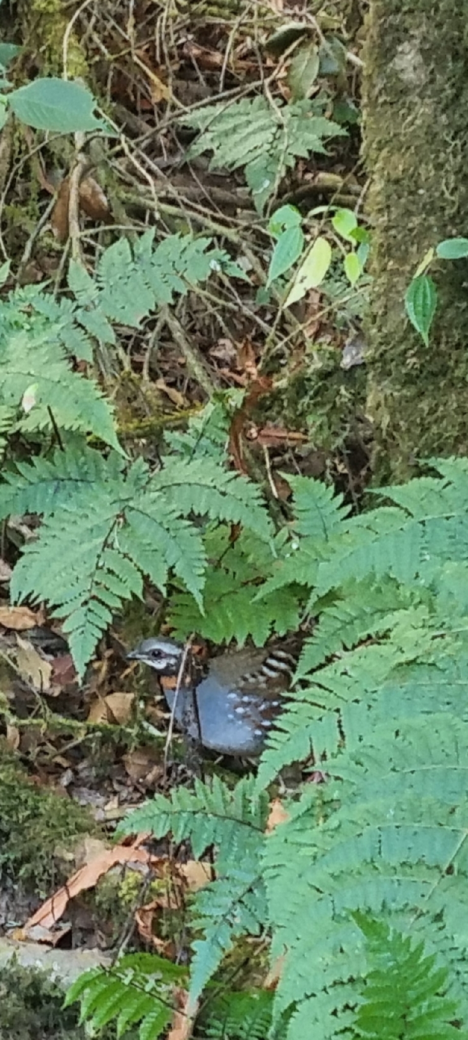 Rufous-throated Partridge (Arborophila rufogularis), photo 3