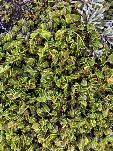 Caltha obtusa, photograph 2