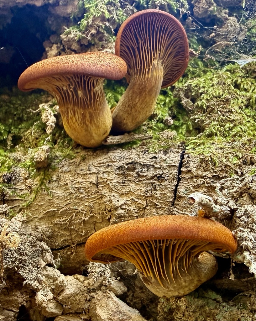 Omphalotus olivascens · January 2026 · photo: © hllrnnr (iNaturalist, cc0)