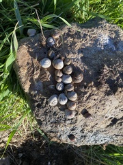 Xerarionta intercisa