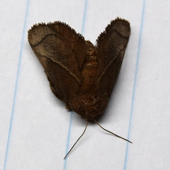 Neomocena convergens