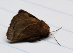 Neomocena convergens