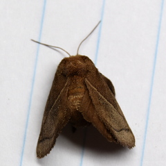 Neomocena convergens