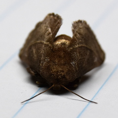 Neomocena convergens