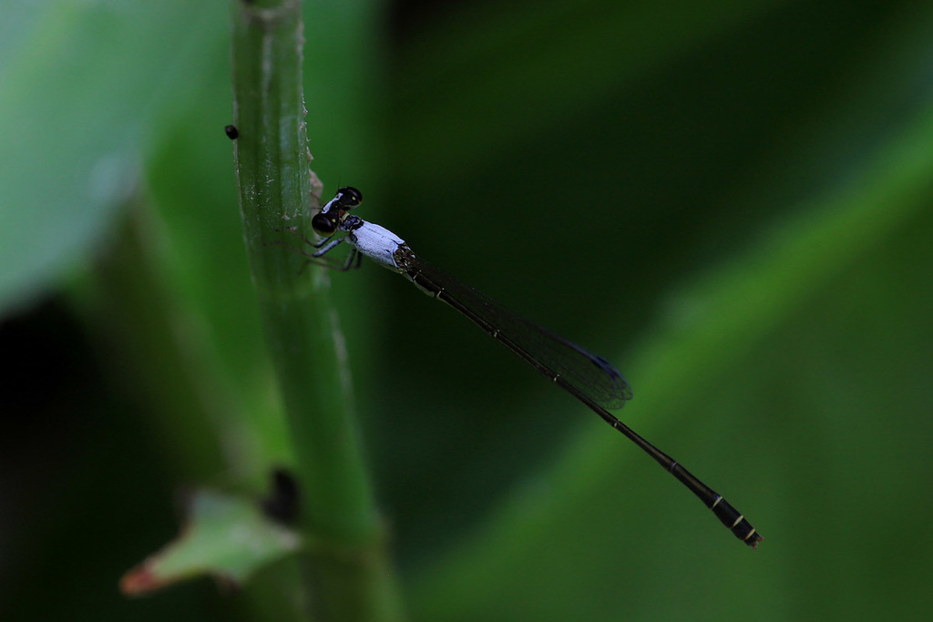 Agriocnemis exsudans