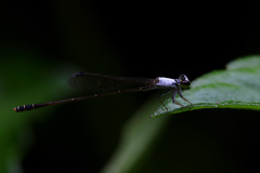 Agriocnemis exsudans