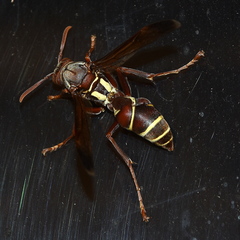Polistes fastidiosus