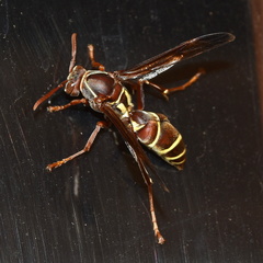Polistes fastidiosus