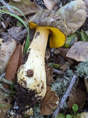 Aureoboletus citriniporus