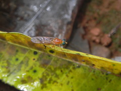 Ptecticus testaceus