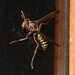 Polistes fastidiosus