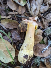 Aureoboletus citriniporus