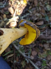 Aureoboletus citriniporus