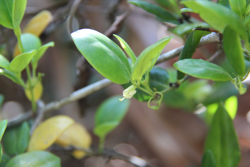 Psydrax recurvifolius