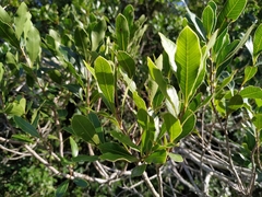 Lithraea brasiliensis