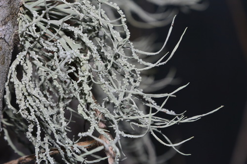 Roccella gracilis