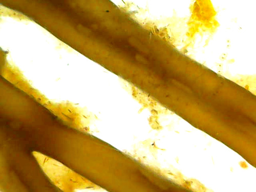 Chnoospora, 2026-01-11