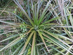 Bromelia antiacantha