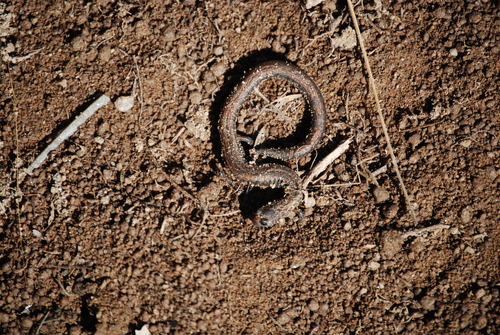 iNaturalist observation photo of Gregarious Slender Salamander