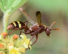 Polistes badius