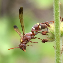 Polistes badius