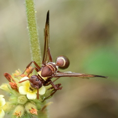Polistes badius