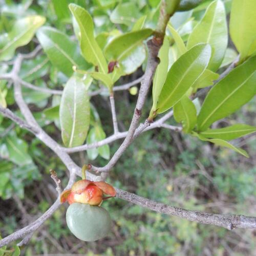 Ochna arborea, photograph 6