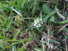 Spermacoce dasycephala