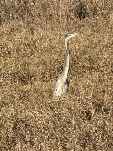 iNaturalist: (c) TR, some rights reserved (CC BY-NC), uploaded by TR iNaturalist image