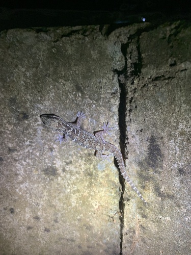 West African House Gecko