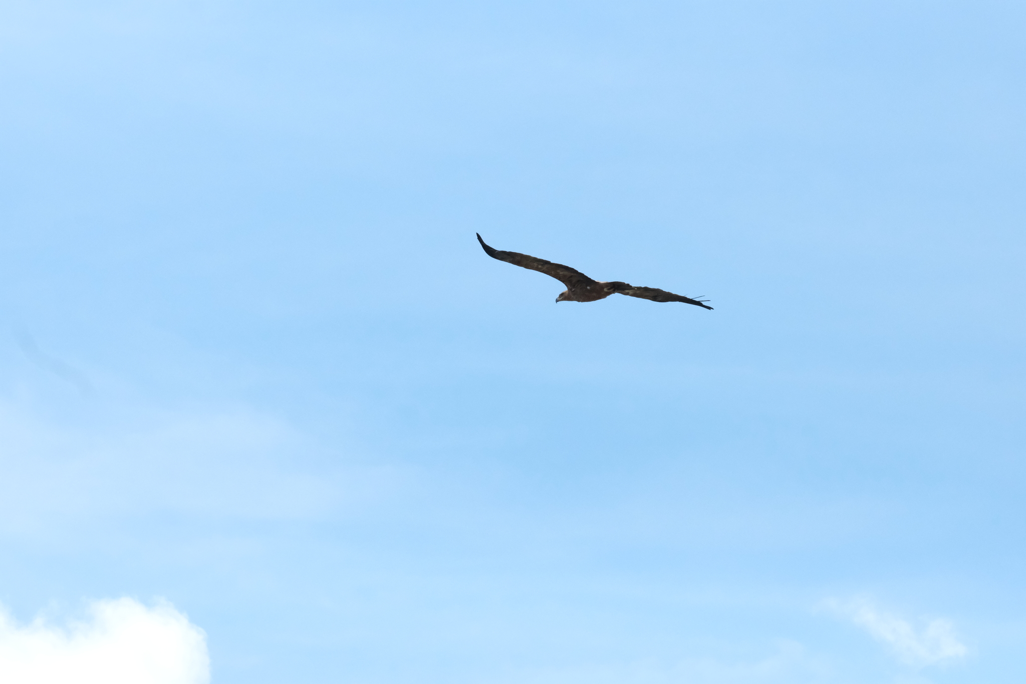 Tawny Eagle (Aquila rapax), photo 6