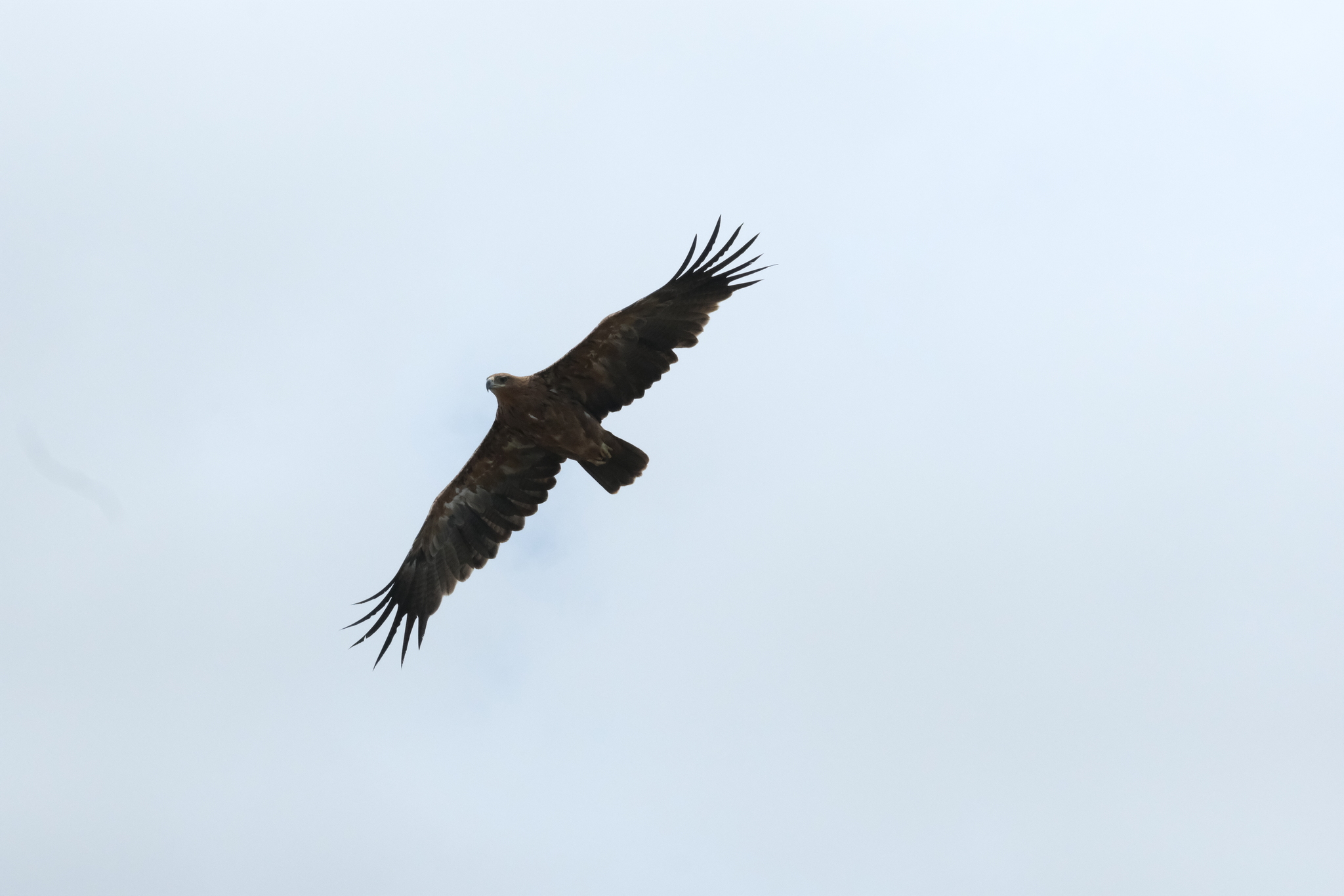 Tawny Eagle (Aquila rapax), photo 4