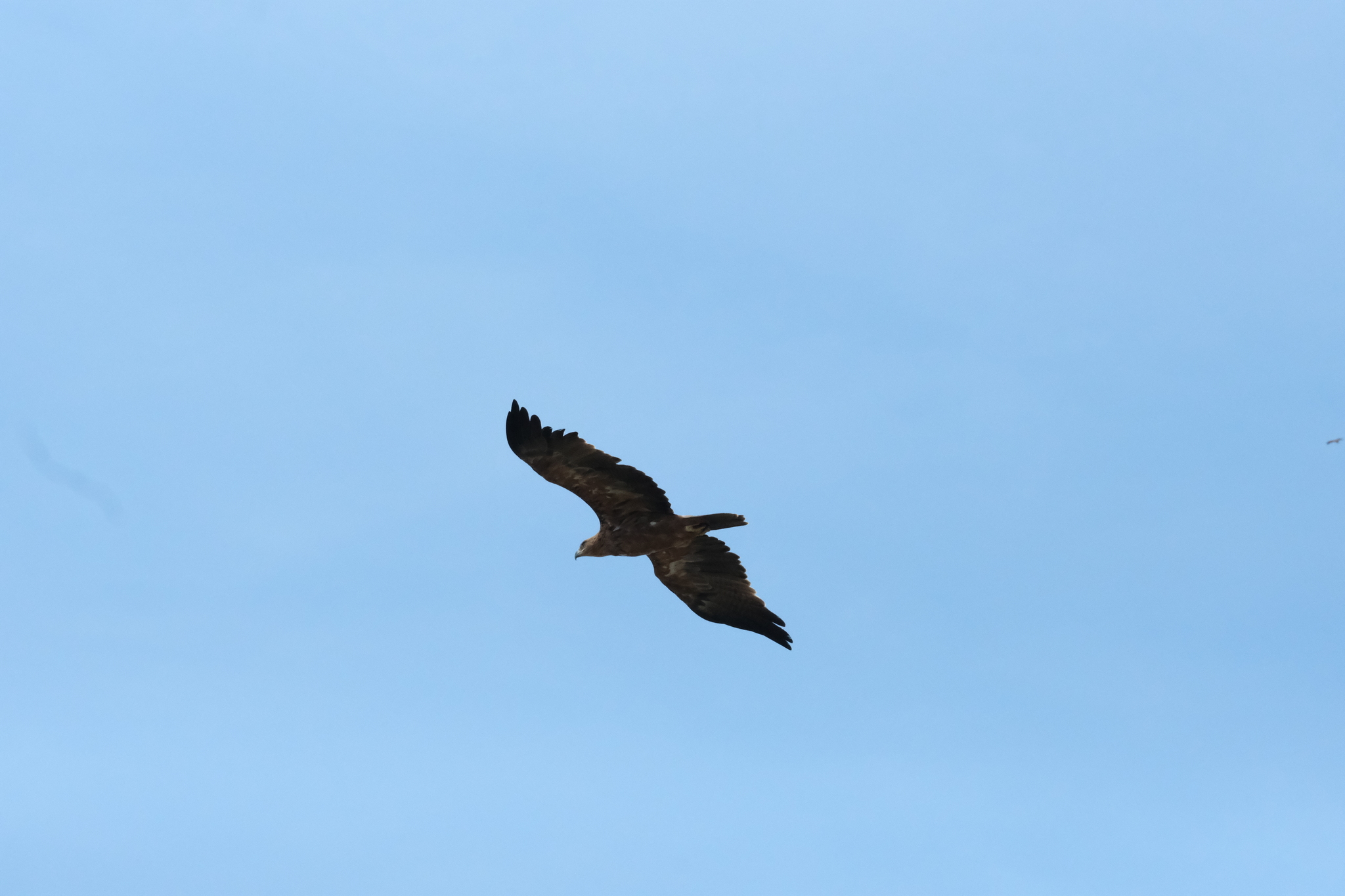 Tawny Eagle (Aquila rapax), photo 5