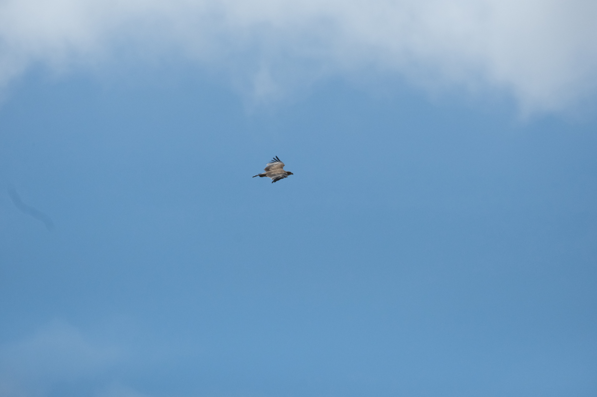 Tawny Eagle (Aquila rapax), photo 7