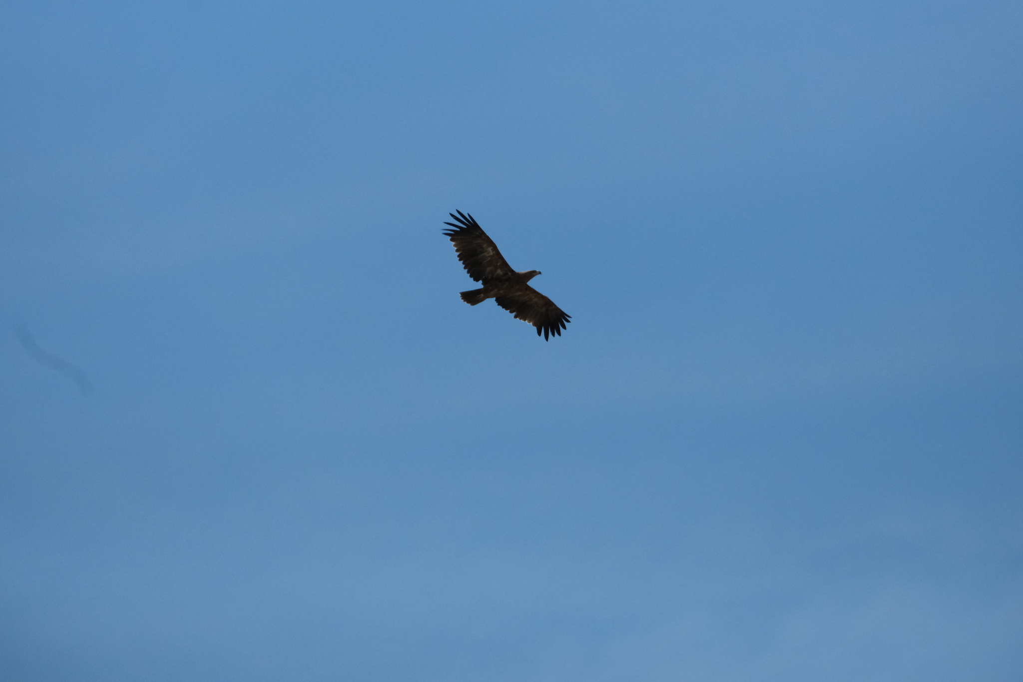 Tawny Eagle (Aquila rapax), photo 8