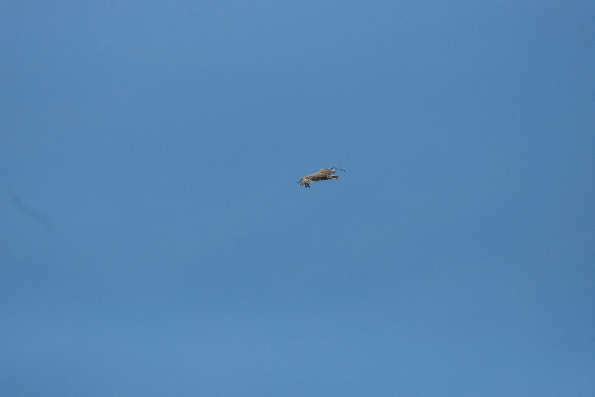 Tawny Eagle (Aquila rapax), photo 9