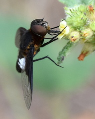 Exoprosopa dimidiata